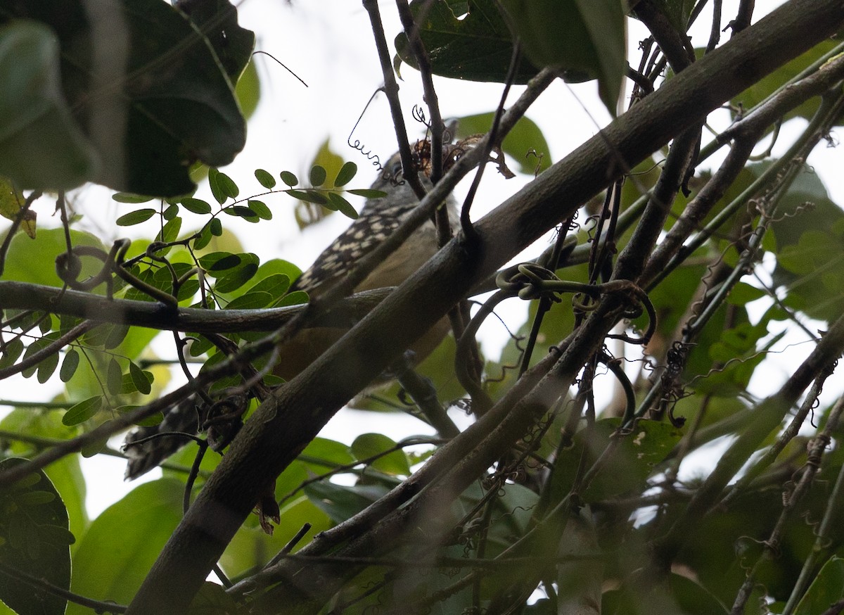 Spot-backed Antshrike - ML581860551