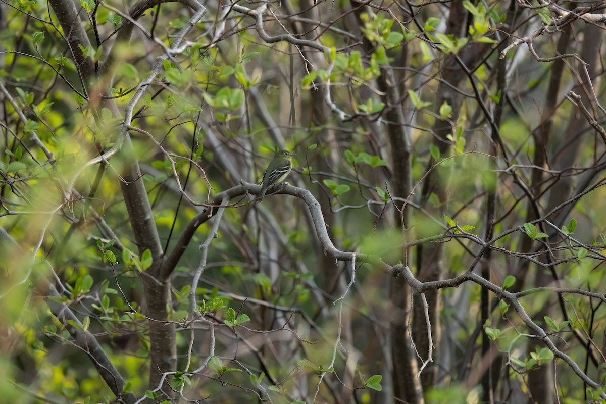 Yellow-bellied Flycatcher - ML581863061