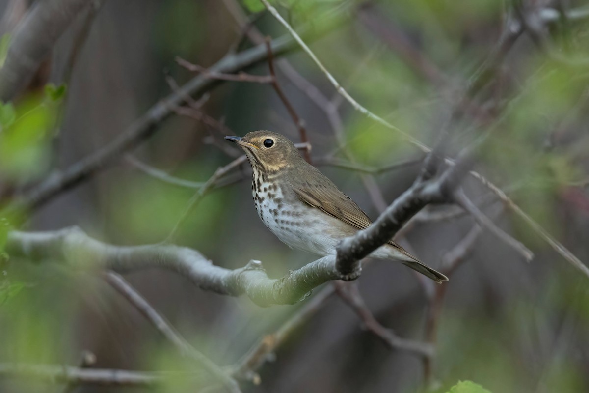 Swainson's Thrush - ML581863131