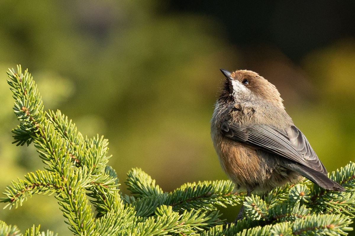 Boreal Chickadee - ML581863261