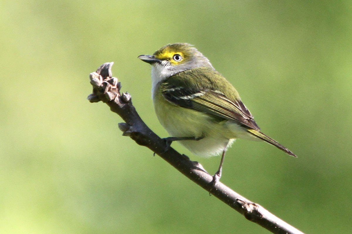 White-eyed Vireo - ML58186341