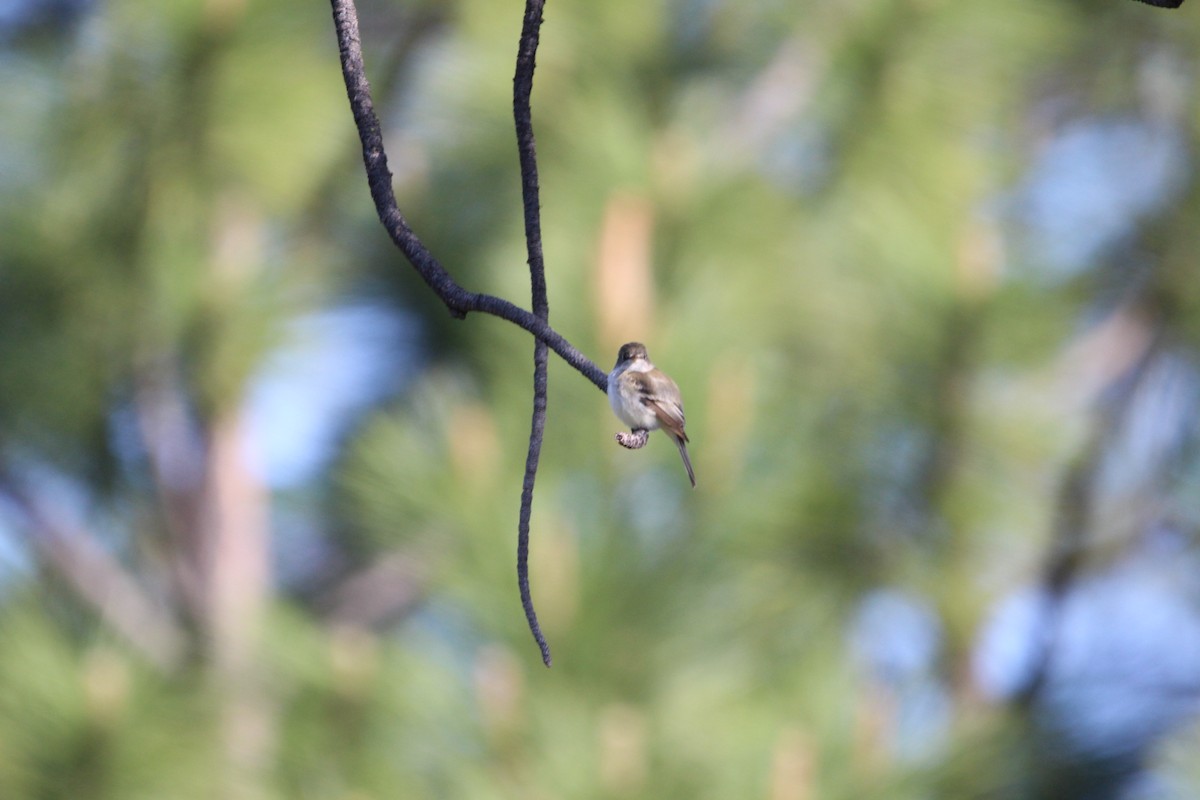 Least Flycatcher - ML581863651