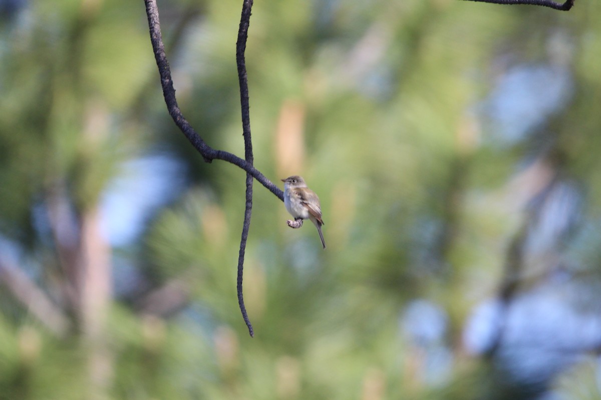 Least Flycatcher - ML581863661