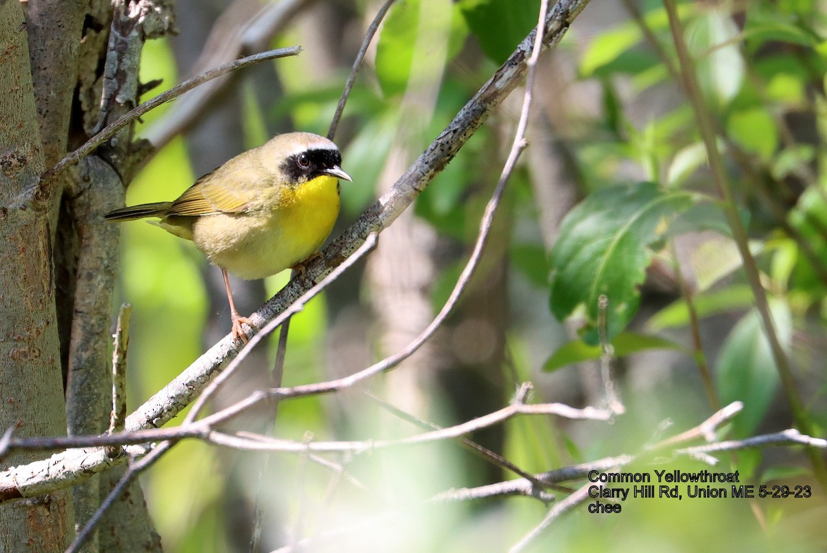 Common Yellowthroat - ML581864101