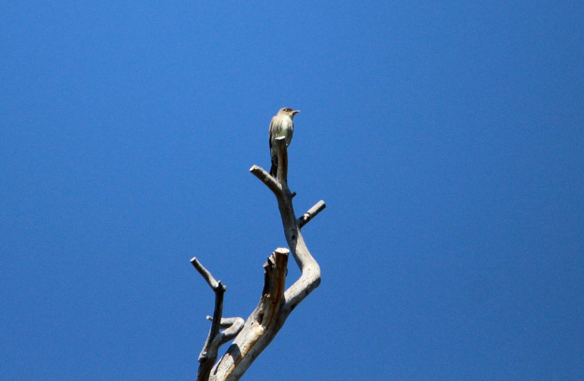 Olive-sided Flycatcher - ML581864131