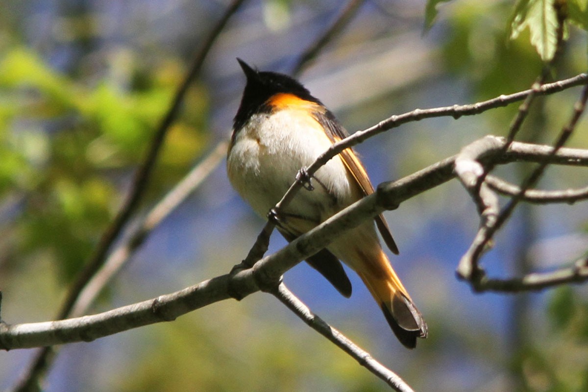 American Redstart - ML58186441