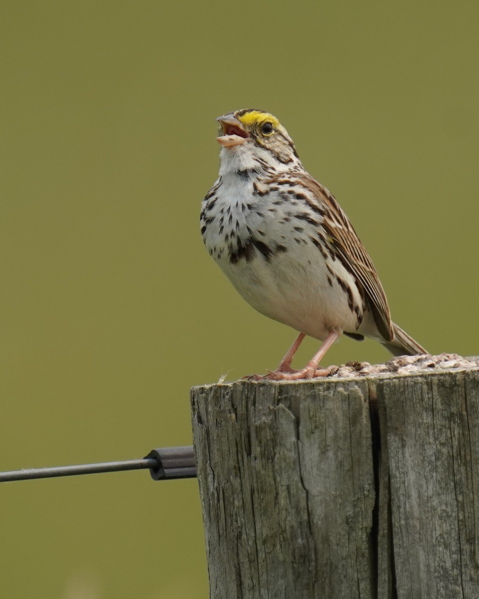 Savannah Sparrow - Dennis Mersky