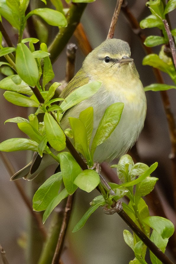 Tennessee Warbler - ML581864461