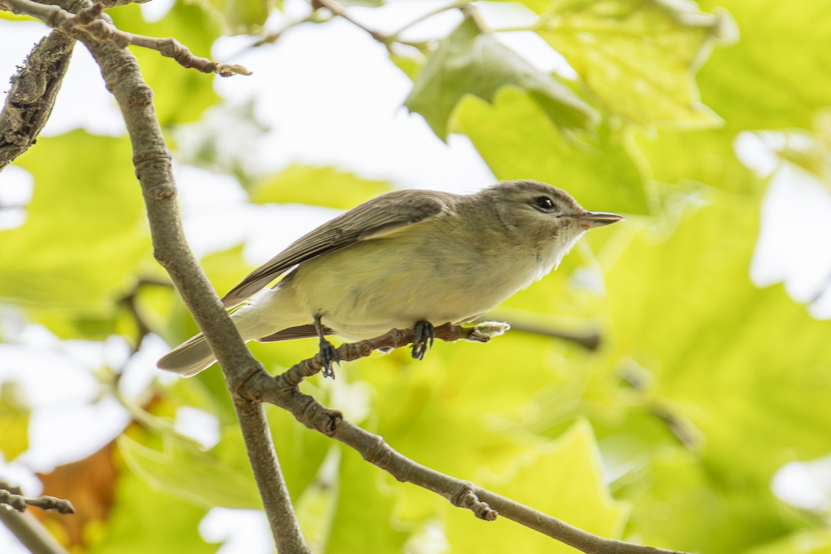 Warbling Vireo - ML581864651