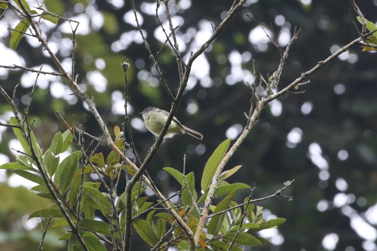 Yellow-olive Flatbill (asemus) - Kevin Sarsfield