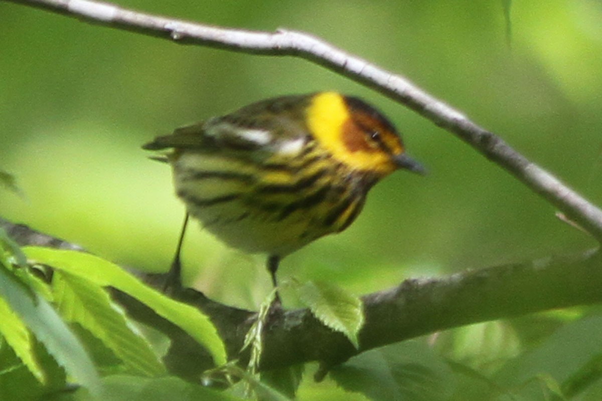 Cape May Warbler - ML58186481