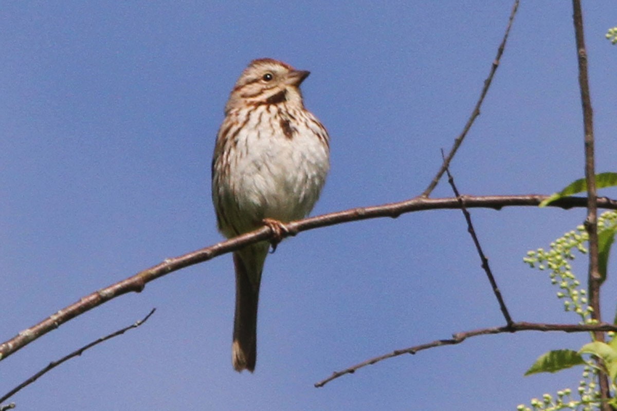 Song Sparrow - ML58186521