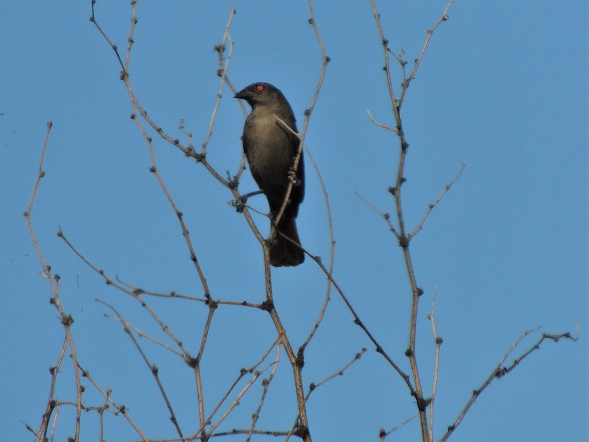 Bronzed Cowbird - ML58186601