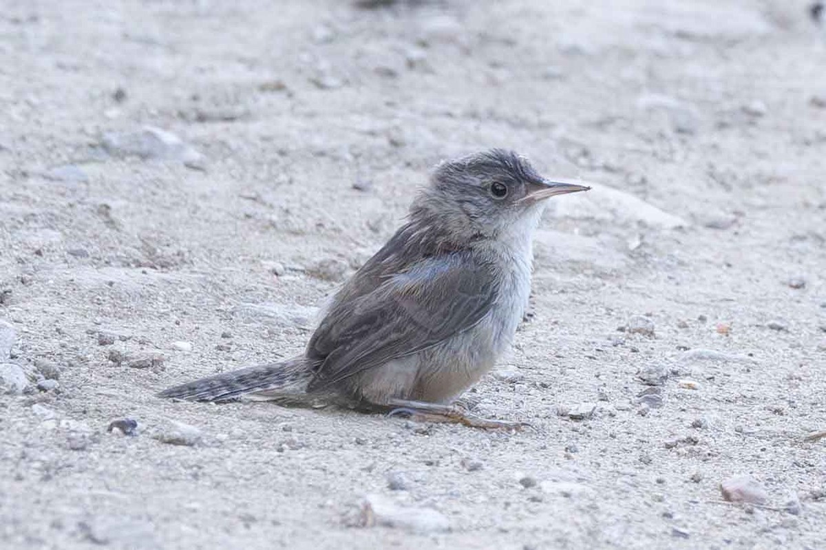 House Wren - Celeste Jones