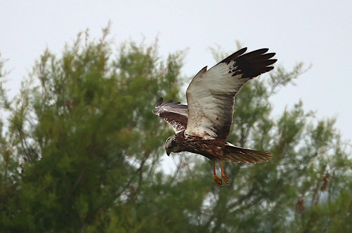 Western Marsh Harrier - ML581866371