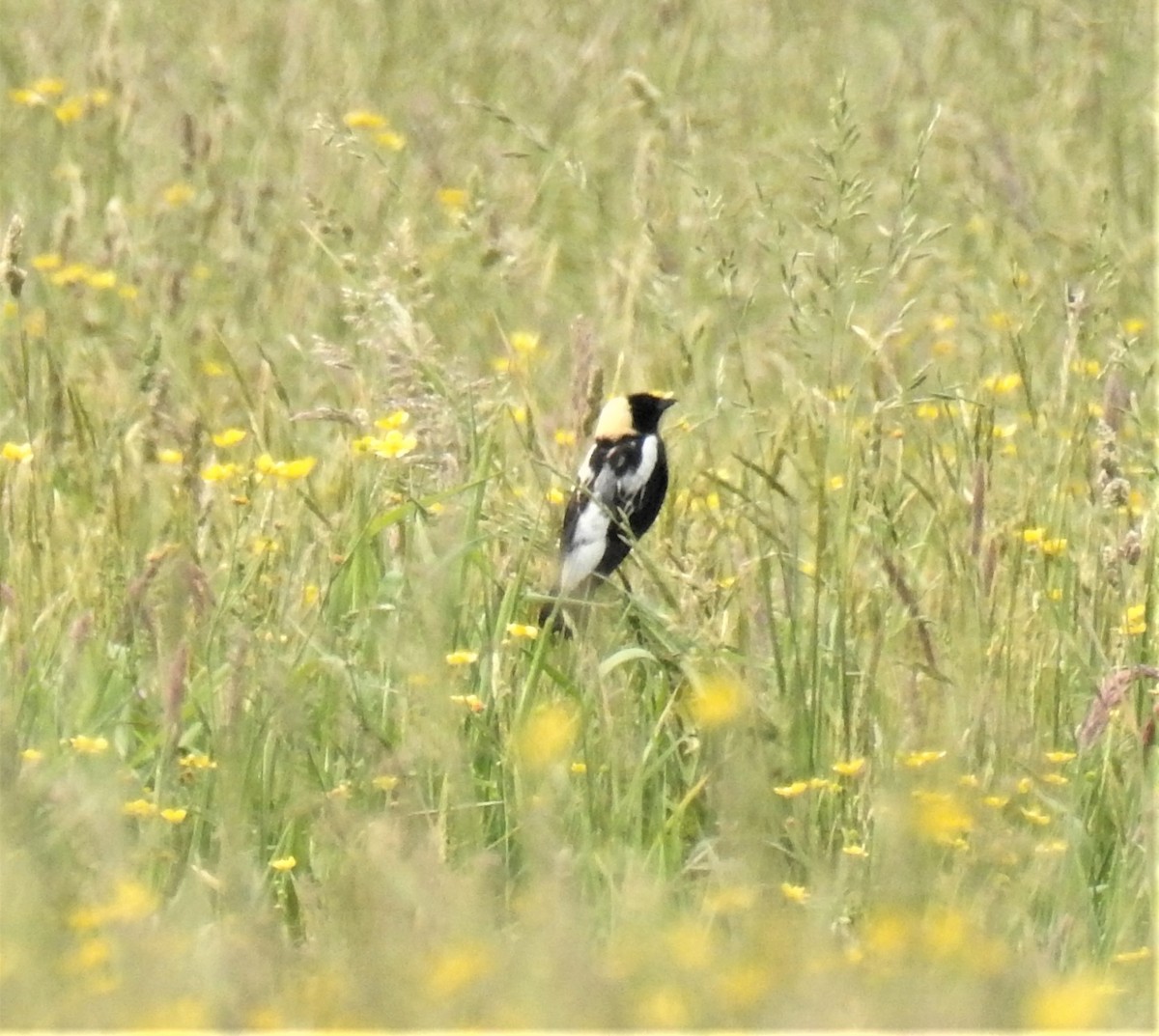 bobolink americký - ML581867361