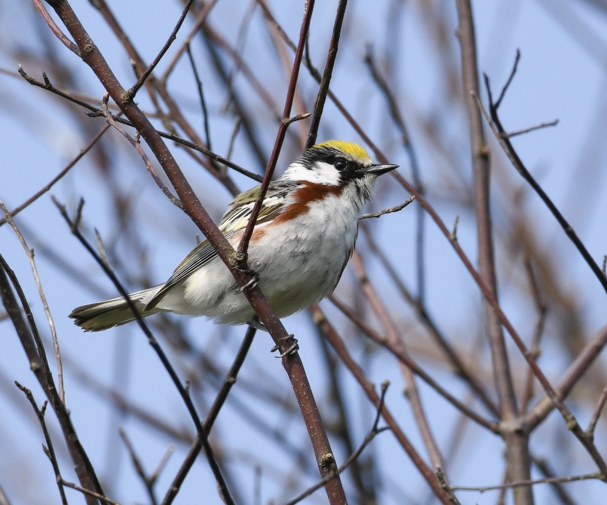 Chestnut-sided Warbler - ML581868021