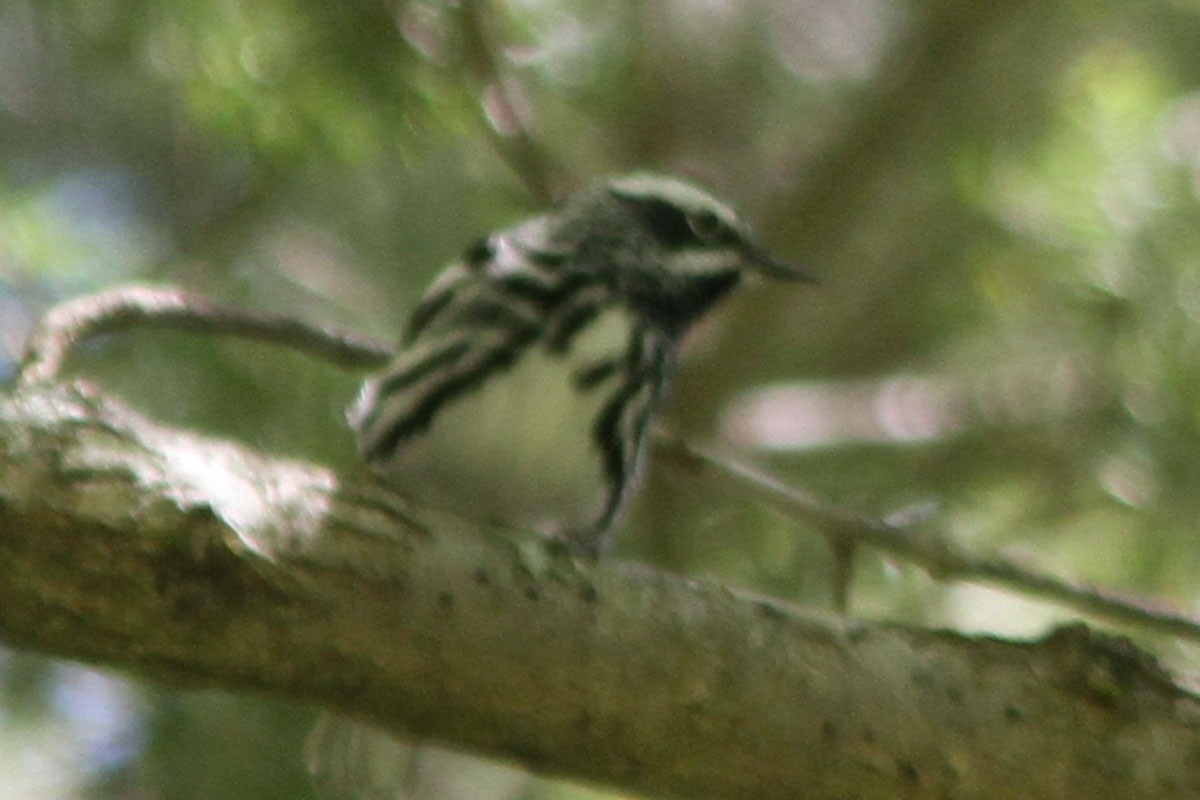 Black-and-white Warbler - ML58186831