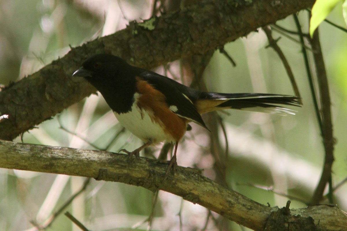 Eastern Towhee - ML58186851