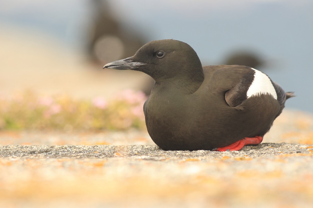 Black Guillemot - ML581868541