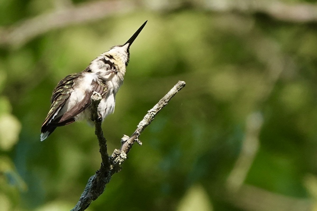 Ruby-throated Hummingbird - Fleeta Chauvigne