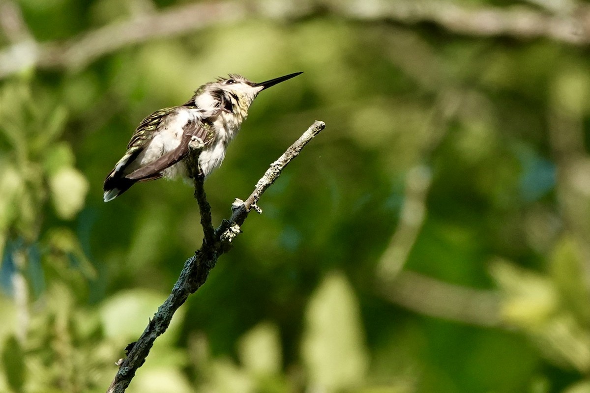 Ruby-throated Hummingbird - Fleeta Chauvigne