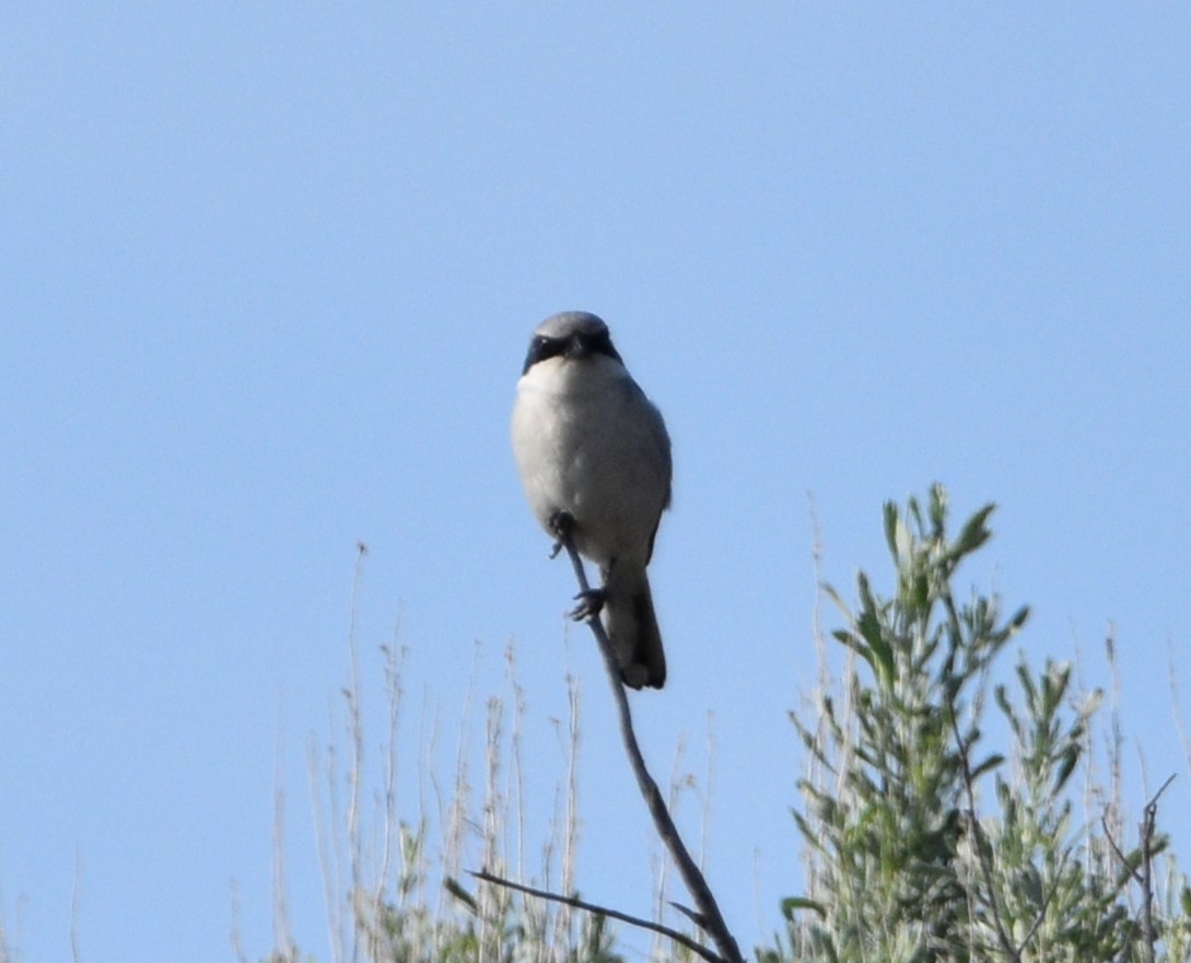 Loggerhead Shrike - ML581868651