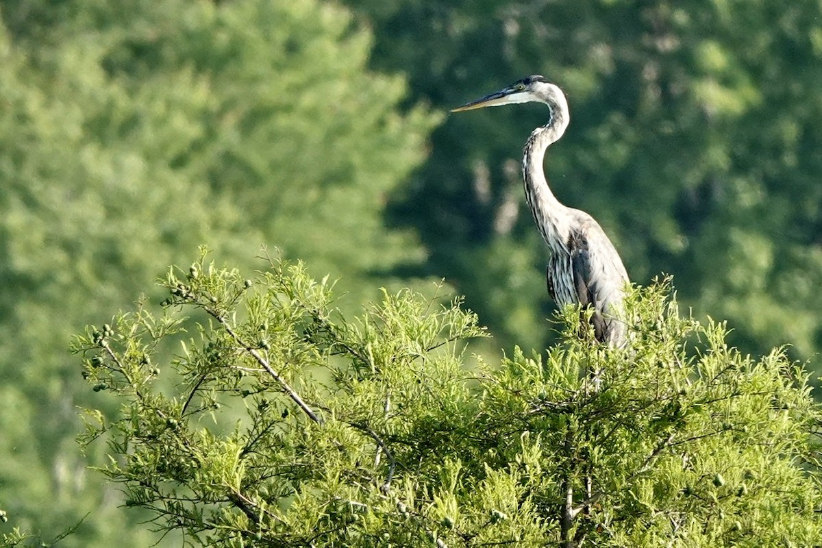 Great Blue Heron - ML581868701