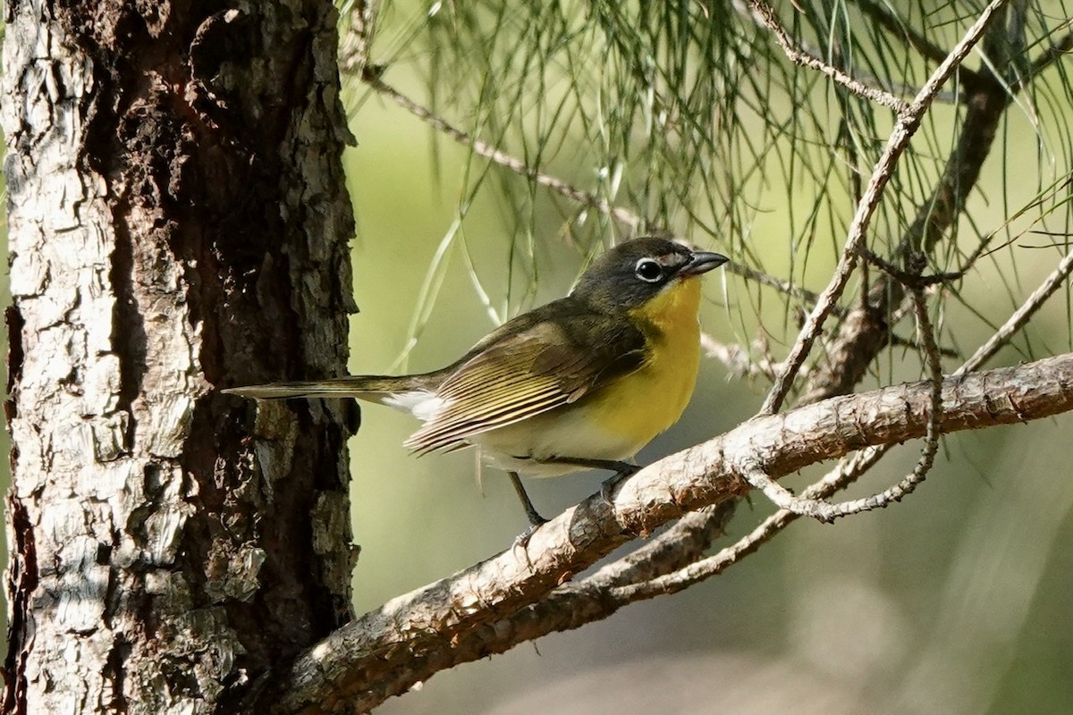 Yellow-breasted Chat - ML581868981