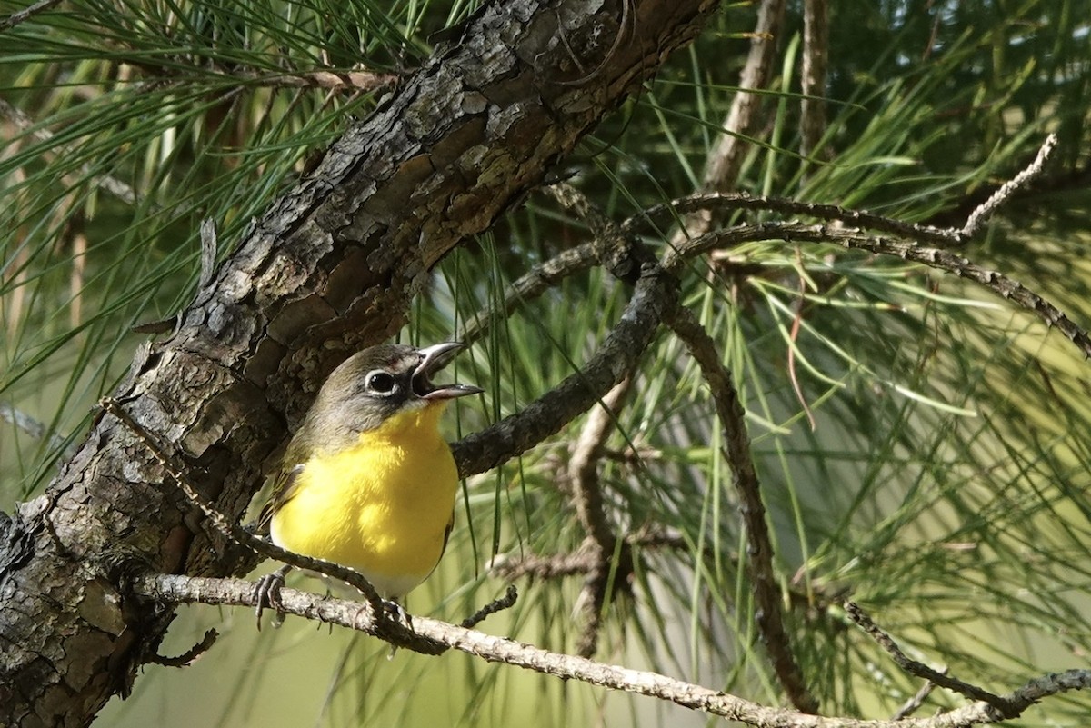 Yellow-breasted Chat - ML581868991