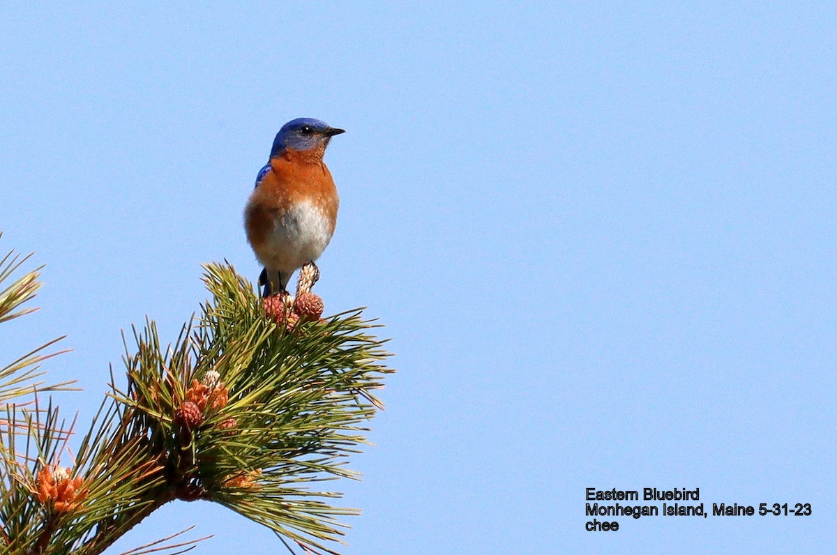 Eastern Bluebird - ML581869771