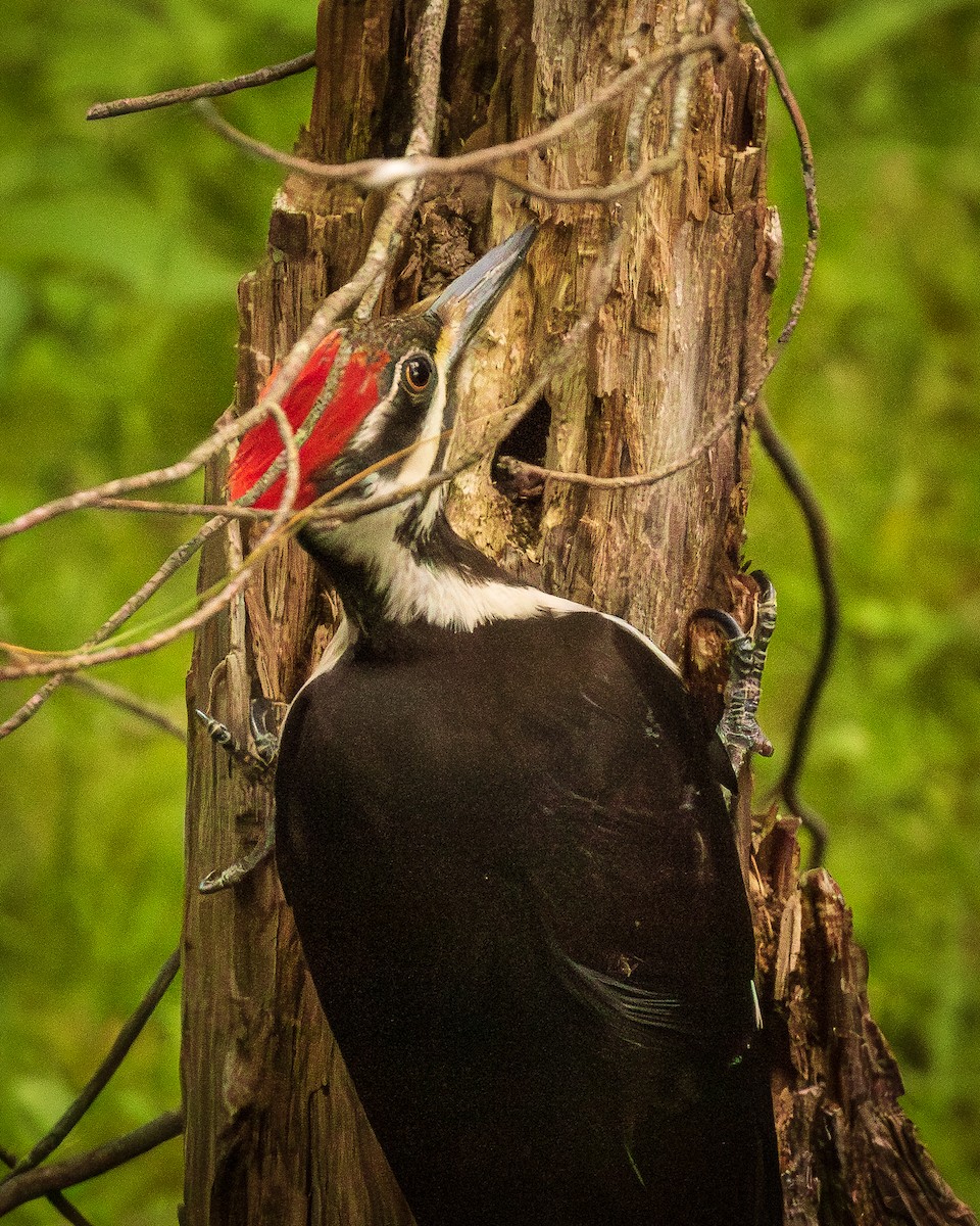 Pileated Woodpecker - Rita Reed