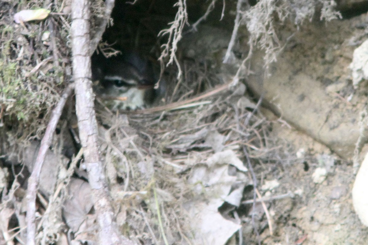 Louisiana Waterthrush - ML58187101