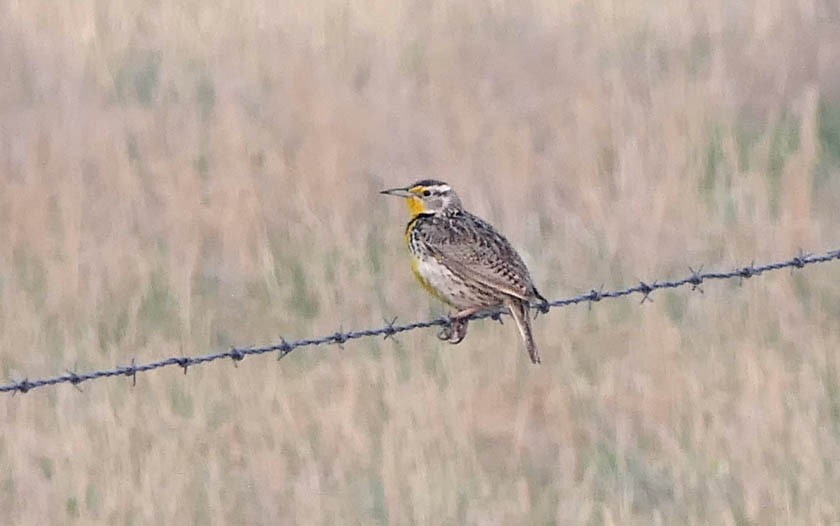 Western Meadowlark - ML581871231