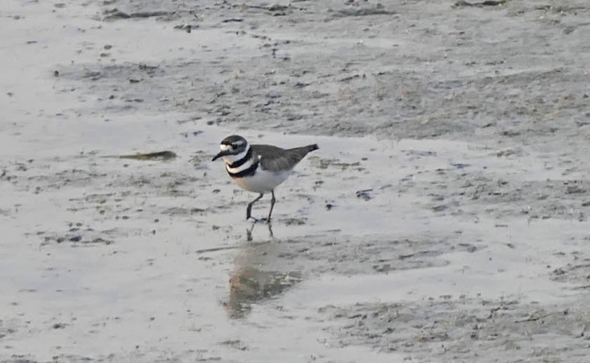 Killdeer - ML581871341