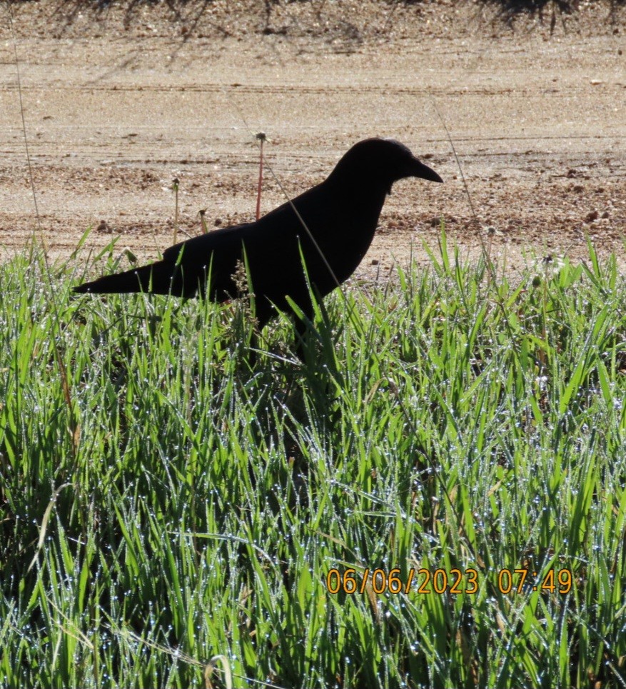 American Crow - Anonymous