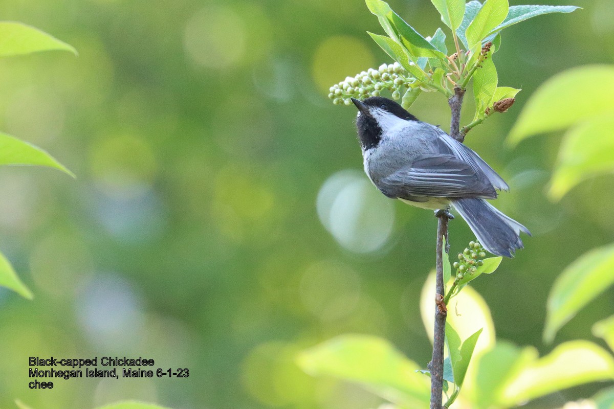 Black-capped Chickadee - ML581872471