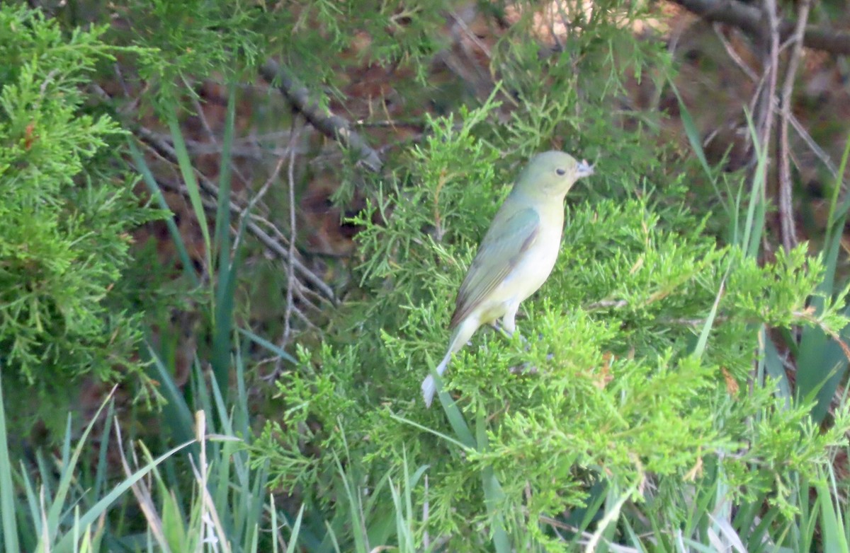 Painted Bunting - Micky Louis