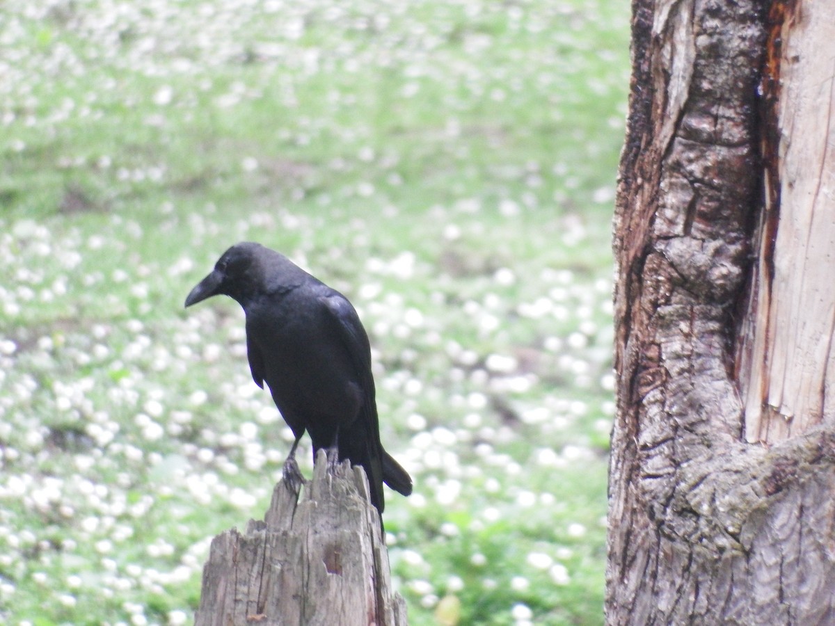 Common Raven - ML581873761