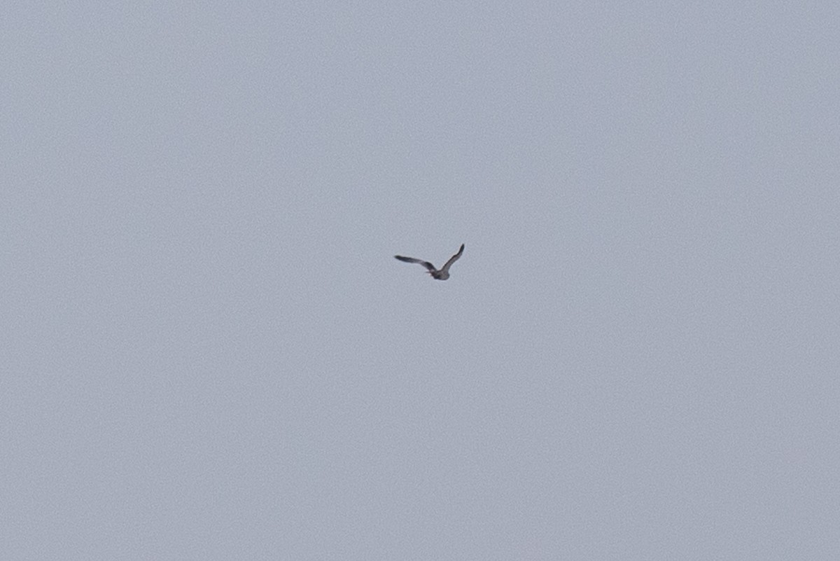 Black-winged Kite - ML581874561