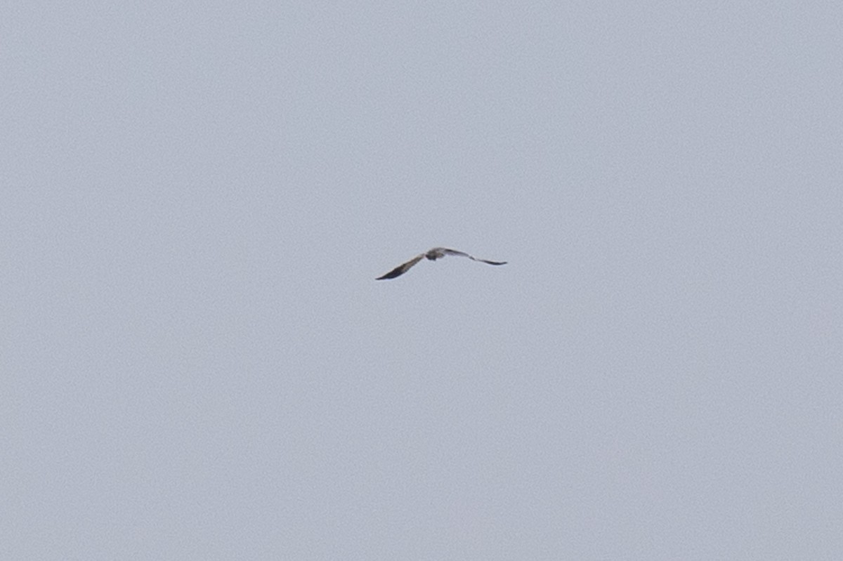 Black-winged Kite - ML581874571
