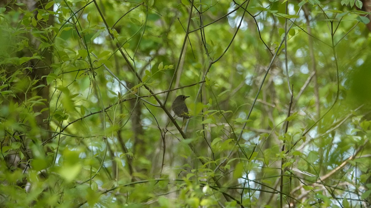 Swainson's Thrush - ML581875911