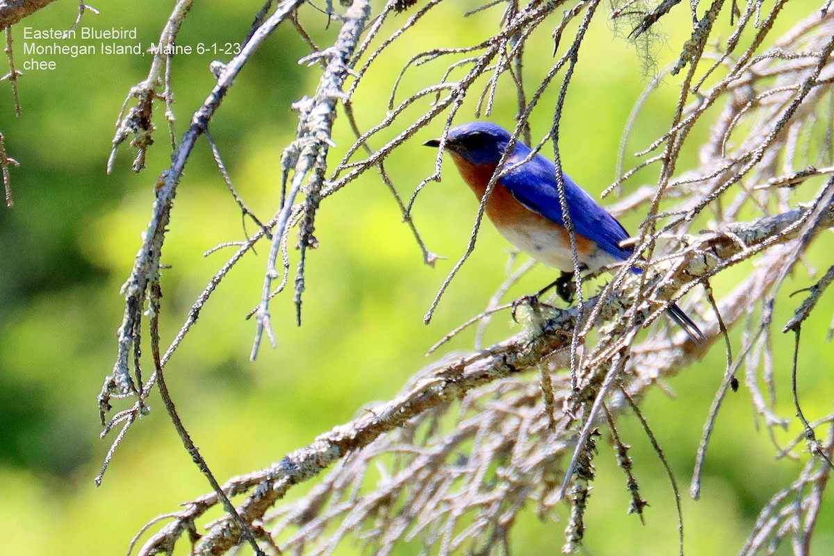 Eastern Bluebird - ML581876051