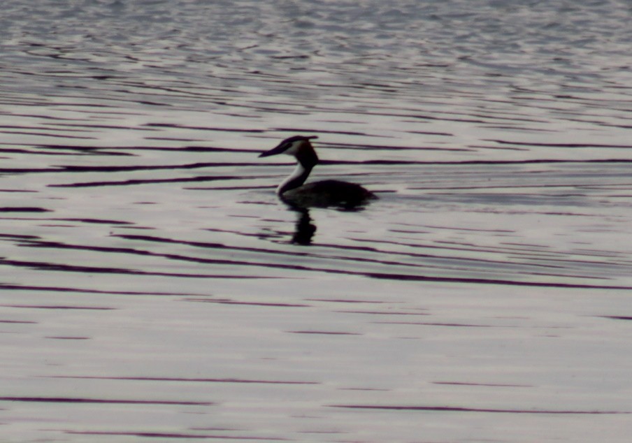 Great Crested Grebe - ML581876241