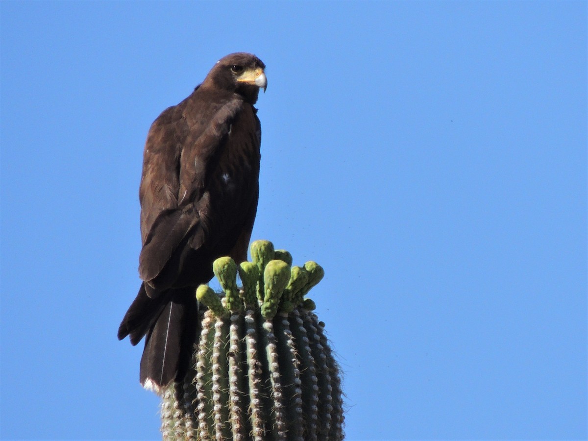Harris's Hawk - ML58187631