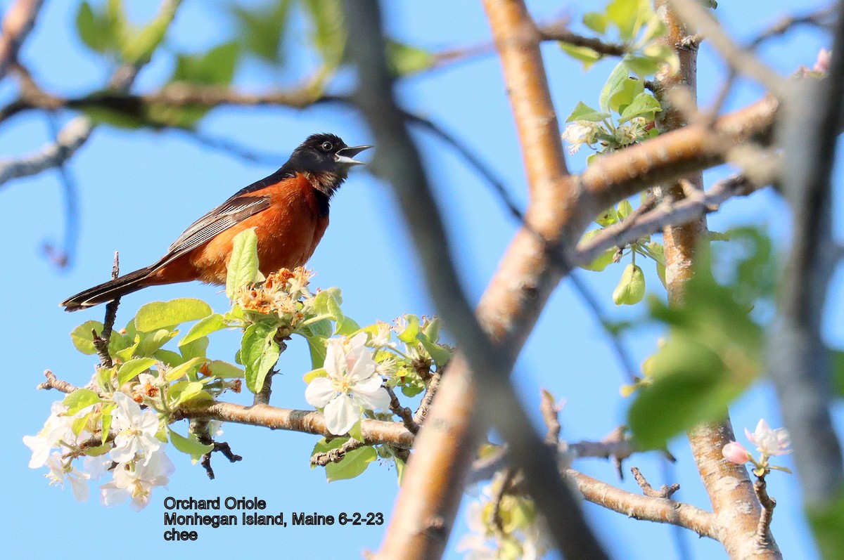 Orchard Oriole - ML581876971