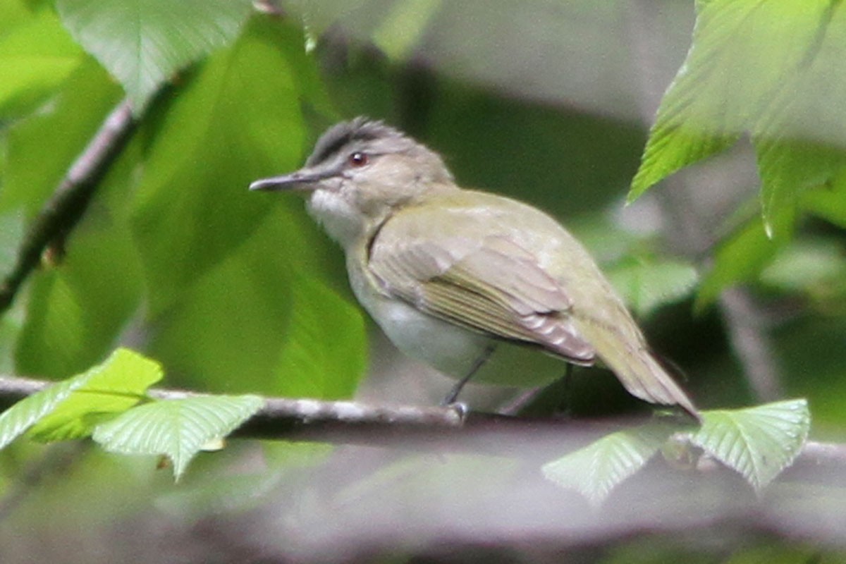 Red-eyed Vireo - ML58187701