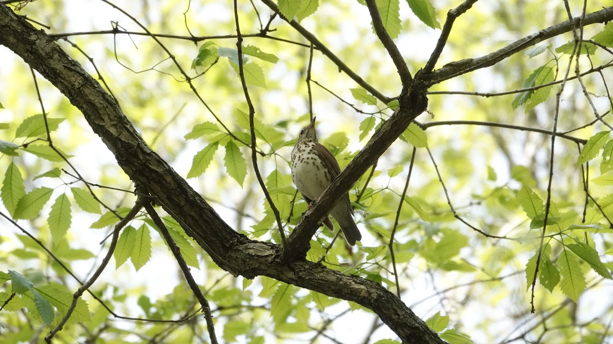 Wood Thrush - ML581877191