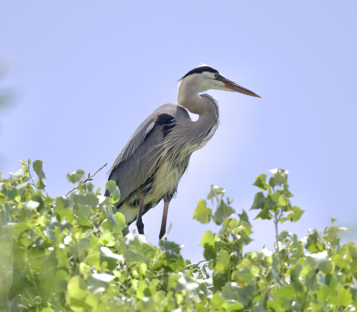 Great Blue Heron - ML581877641