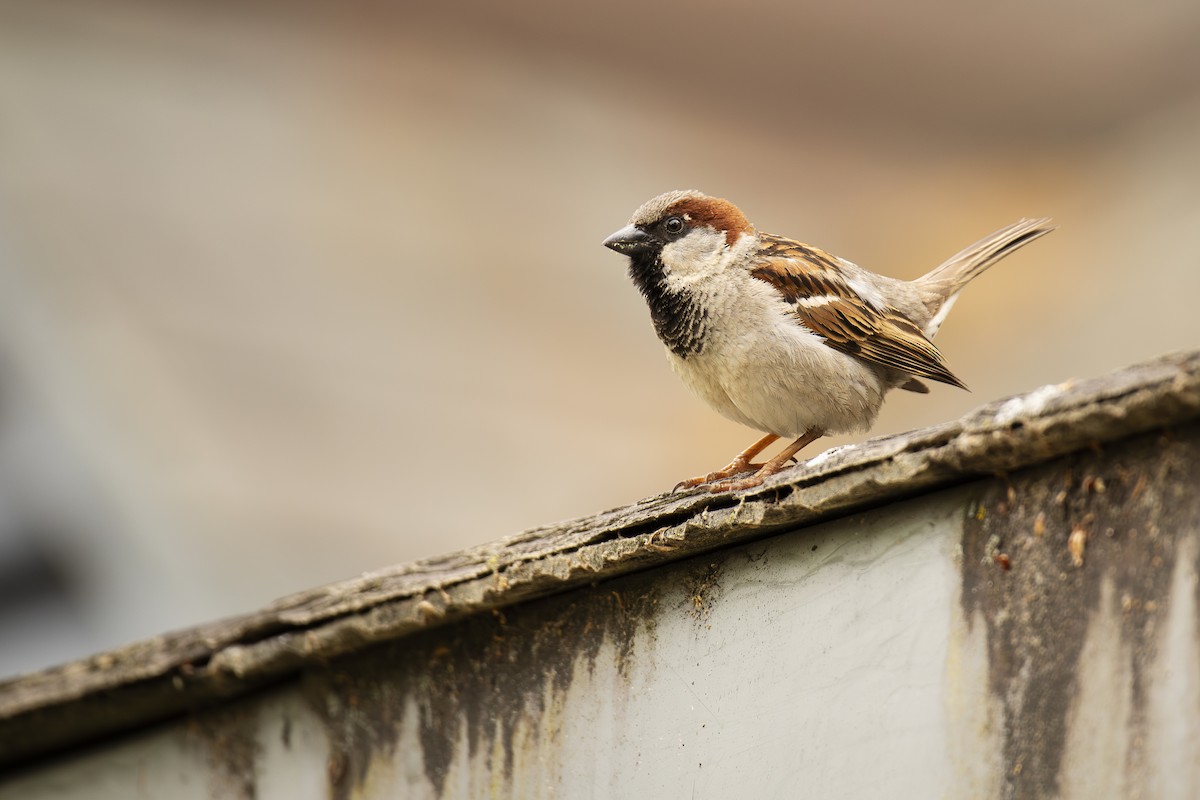 House Sparrow - ML581877771